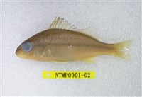 藏品(四帶雞魚)的圖片